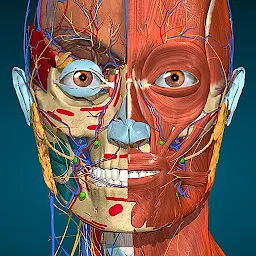 Anatomy Learning – 3D анатомия 3.1.500