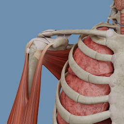 VOKA 3D Anatomy & Pathology 6.9.0