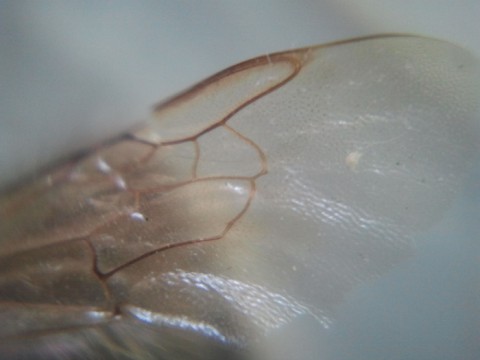 Micro Phone Lens или преврати свой смартфон в микроскоп
