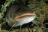 Trout
