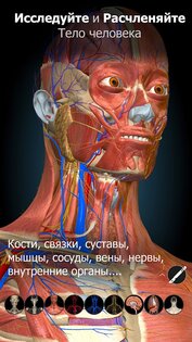 Anatomy Learning – 3D анатомия 3.1.500. Скриншот 1