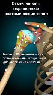 Anatomy Learning – 3D анатомия 3.1.500. Скриншот 3