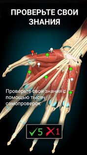 Anatomy Learning – 3D анатомия 3.1.500. Скриншот 11
