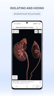 VOKA 3D Anatomy & Pathology 6.9.0. Скриншот 4