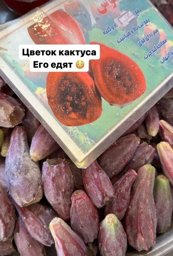 В Иране едят цветы кактуса