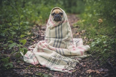 Собака на даче