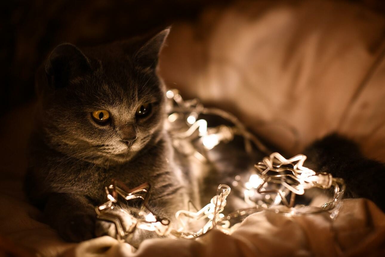 не дразните кота
