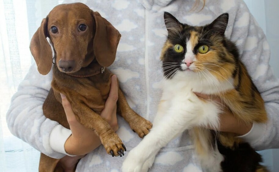 Кошка и собака