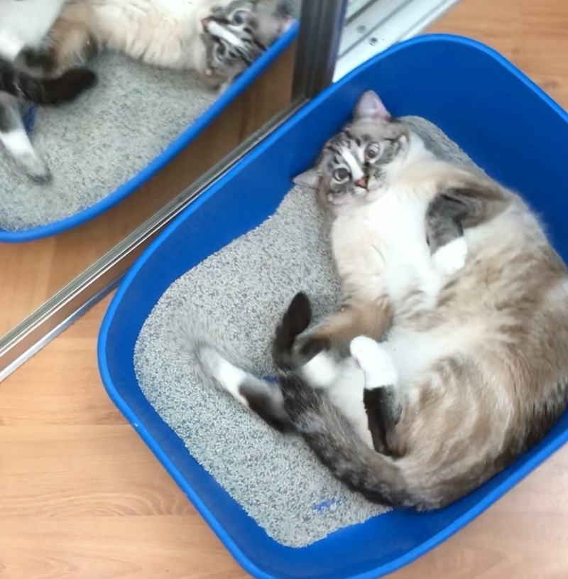 Кота Мэйсона Наталия спасла чудом - благодаря экспериментальной вакцине