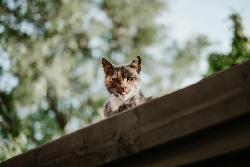 кошки не боятся высоты