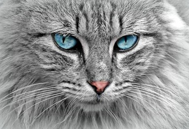 за котом нужен тщательный уход