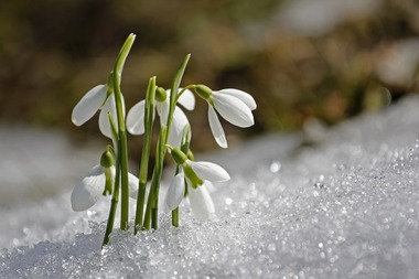 Весна не за горами
