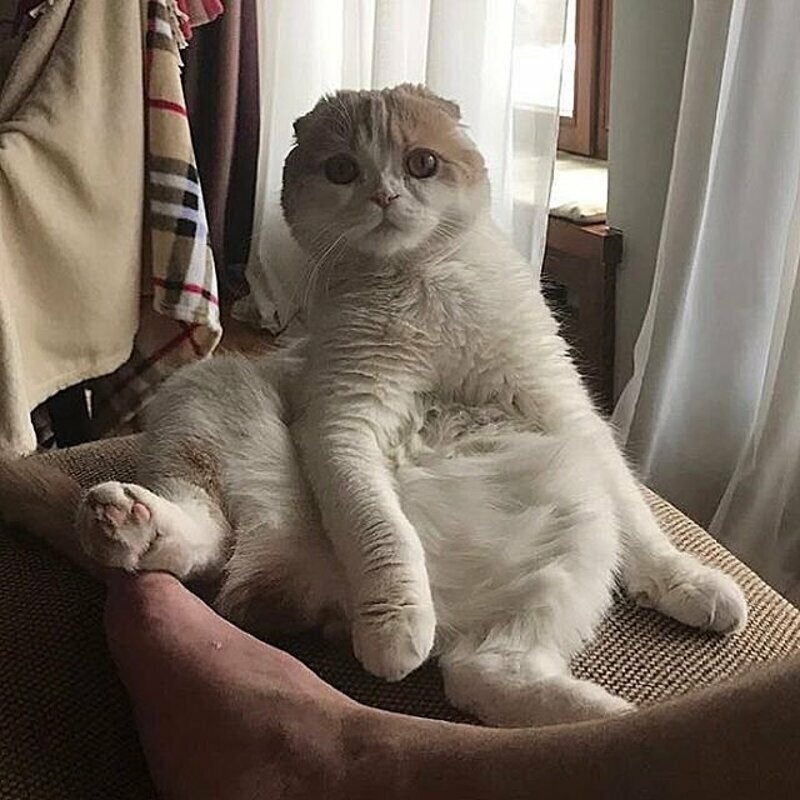 Кот Кудрявцевой Фофа