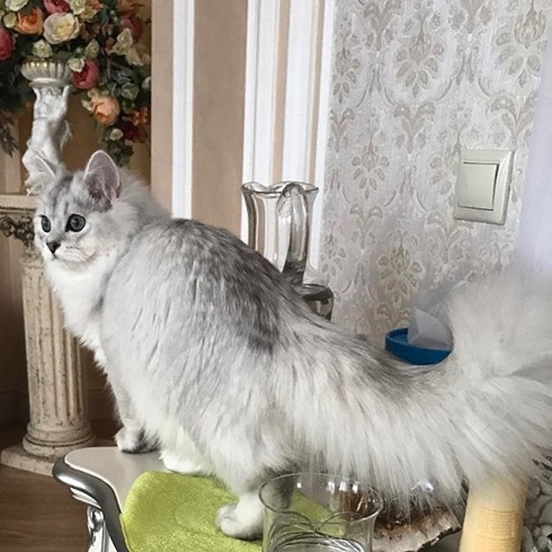 Лакки Волочковой