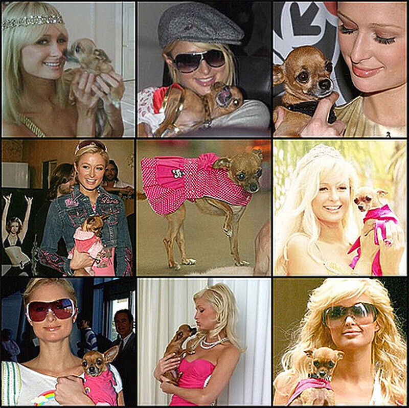Пэрис Хилтон тяжело переживает смерть своей любимицы. Фото: Instagram.com/parishilton.