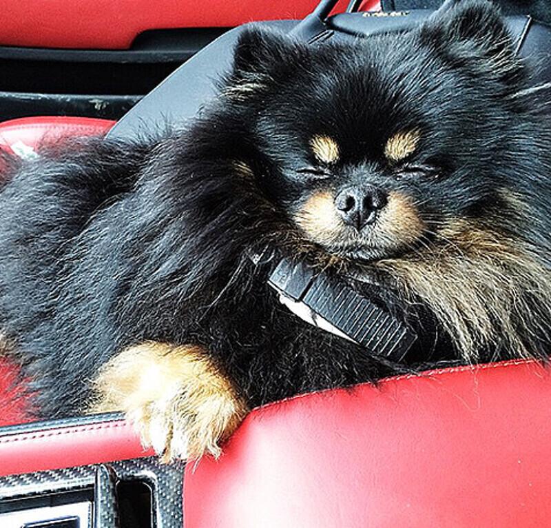 Изя вполне доволен жизнью, несмотря на клещей. Фото: Instagram.com/samoylovaoxana.
