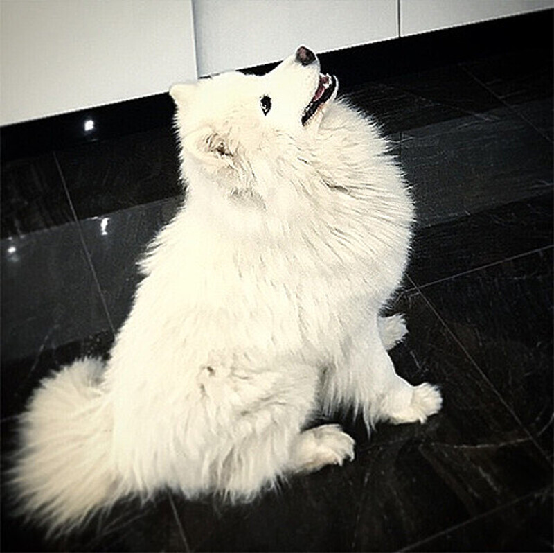 Собака Ирины Дубцовой. Фото: Instagram.com/dubtsova_official.