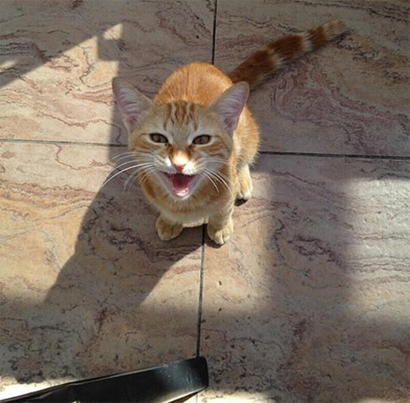 Кошка Николая Баскова. Фото: Twitter.com.